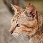 Was tun, wenn der Hund oder die Katze übergewichtig ist?