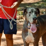 Hausmittel gegen Flöhe bei Hunden und Katzen