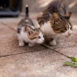 Katzen an eine neue Umgebung gewöhnen – so geht’s