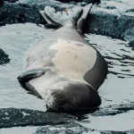 Tiere, die seit Millionen Jahren unverändert geblieben sind