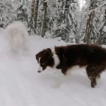 Welche Tiere waren früher riesig, sind heute aber klein?