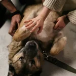 Welche Tiere waren früher riesig, sind heute aber klein?