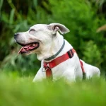 Warum lieben Hunde es, im Dreck zu spielen?