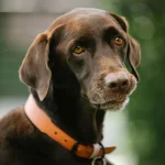 Können Tiere Gefühle haben?