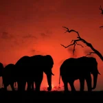 Die 10 intelligentesten Tiere der Welt