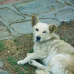 Können Tiere trauern?
