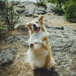 Können Tiere Farben sehen?