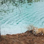Welche Tiere gibt es nur in Australien?