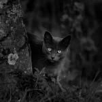 Katzenkrankheiten frühzeitig erkennen