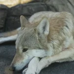 Wie oft sollte ich meinen Hund entwurmen?