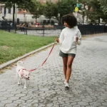 Hitzschlag bei Hunden – so schützt du dein Tier im Sommer