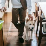Wie kommunizieren Hunde untereinander?