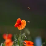 Welche Tiere sind vom Aussterben bedroht?