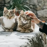 Was tun, wenn zwei Katzen sich nicht verstehen?