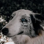 Vegane Ernährung für Hunde – ist das gesund?