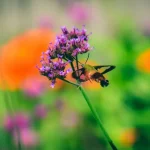 Wie hilft Aufforstung beim Schutz von Wildtieren?