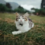 Tiere, die unter extremen Bedingungen überleben können