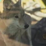 Die kuriosesten Paarungsrituale im Tierreich