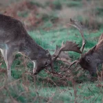 Wie retten Tierauffangstationen bedrohte Arten?