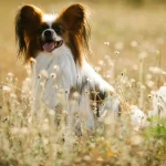 Darf mein Hund Knochen fressen?