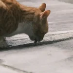 So hilft man ängstlichen Hunden, sich sicherer zu fühlen