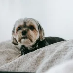So hilft man ängstlichen Hunden, sich sicherer zu fühlen