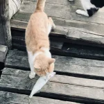 Wie lange dauert es, bis eine Katze stubenrein ist?