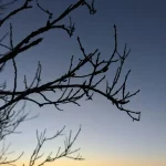 Die häufigsten Fehler bei der Hundeerziehung