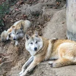 Tierpflege: Tipps zur Krallenpflege bei Nagetieren