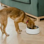 Tieradoption: Welche Fragen man sich vor einer Adoption stellen sollte
