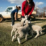 Tiergesundheit: Ursachen und Behandlung von Haarausfall bei Haustieren