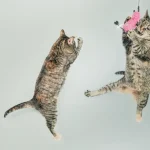 Tierernährung: Wie erkennt man eine Futtermittelunverträglichkeit?