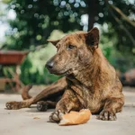 Tierkommunikation: Wie Hunde ihre Menschen verstehen