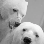 Wildtiere: Die erstaunlichsten Tarnmechanismen in der Tierwelt