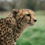 Tieradoption: So erleichterst du deinem neuen Haustier die Eingewöhnung