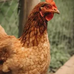 Tierschutz: Welche Organisationen sich für den Tierschutz einsetzen