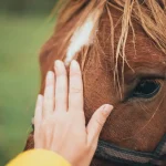 Tiergesundheit: Erste Hilfe für Haustiere – Was tun im Notfall?