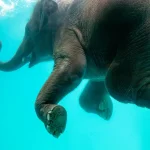 Tierwelt: Die intelligentesten Tiere auf unserem Planeten