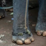 Wildtiere: Die gefährlichsten Tiere der Welt und wo sie leben