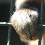 Tierkommunikation: Können Tiere wirklich mit Menschen sprechen?