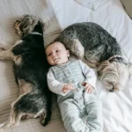 Tierverhalten: Wie du deinem Hund das Bellen abgewöhnst