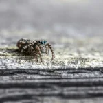 Tierkommunikation: Welche Laute Hunde wirklich verstehen