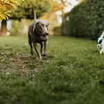 Wildtiere: Wie Elefanten ihre Herden organisieren