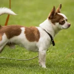 Tierverhalten: Warum Hunde manchmal ihren eigenen Schwanz jagen