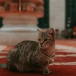 Wildtiere: Welche Tiere giftig sind und wie sie ihr Gift einsetzen