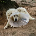 Wildtiere: Welche Tiere giftig sind und wie sie ihr Gift einsetzen