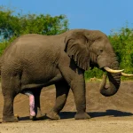 Wildtiere: Warum Zebras Streifen haben – Die Wissenschaft dahinter