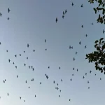 Tierverhalten: Was tun, wenn eine Katze ständig miaut?