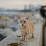 Tierkommunikation: Wie sich Wale über tausende Kilometer verständigen