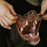 Tierernährung: Welche Proteine sind für Katzen am besten geeignet?